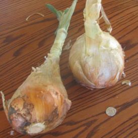 Seven Easy Things to Do With a Gigantic Onion Image